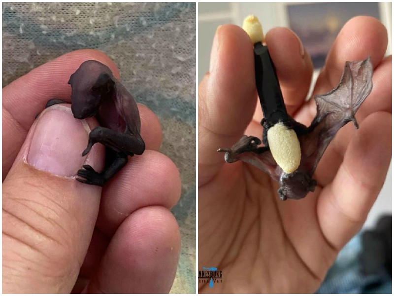 Осиротевшую летучую мышку размером с палец нашли в лесу