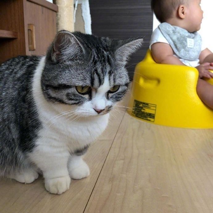 Родители купили сыну горшок, но кот решил, что ему нужнее