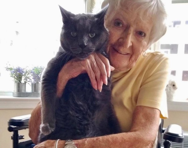 Пожилой кот всем сердцем верил, что он найдет своего человека