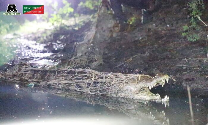Жители деревни заметили в болоте крокодила, который еле передвигался 