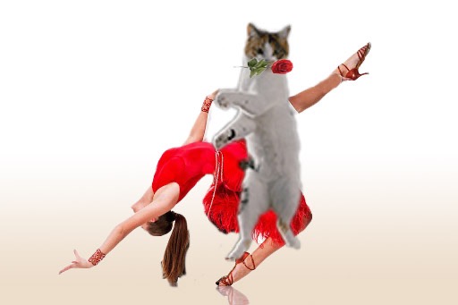 Кот стал героем забавной фотошоп-битвы
