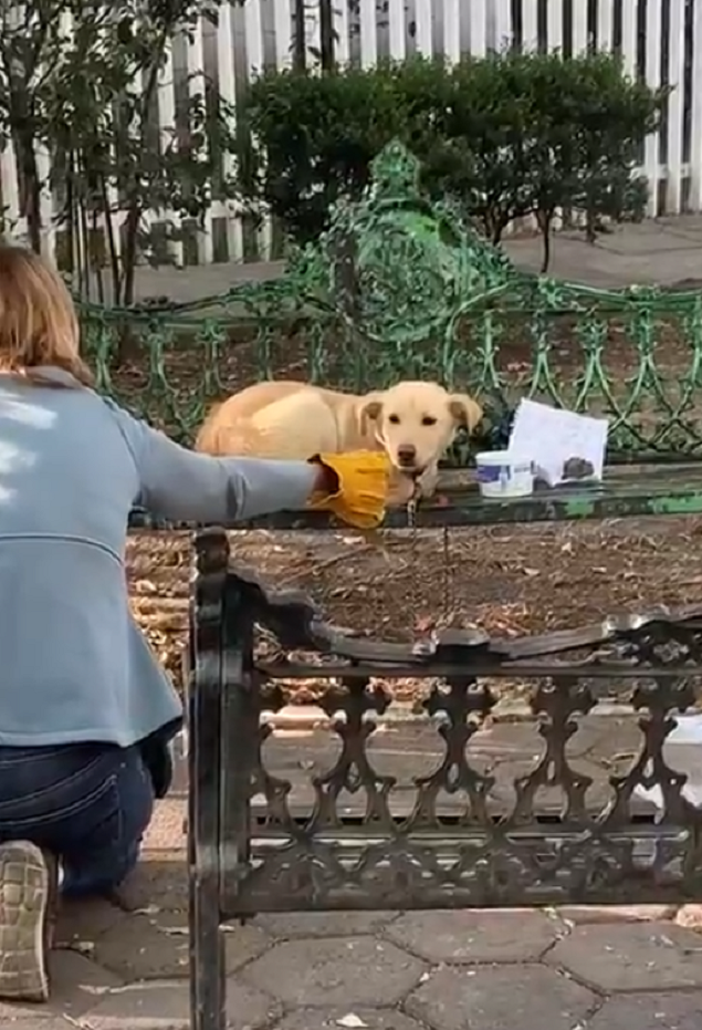 Собака лежала на скамейке с грустной запиской рядом