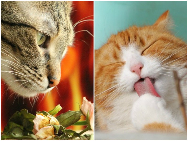 Запахи, которые любит и не выносит ваша кошка