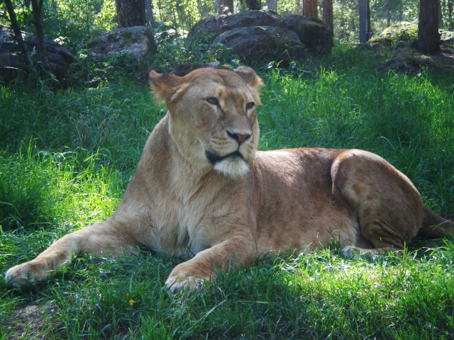 Ветеринары спасли жизнь львицы из скандального парка Джо Экзотика