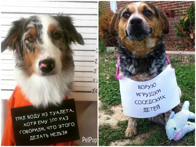 20 провинившихся собак, которые ни капли не жалеют о своих пакостях