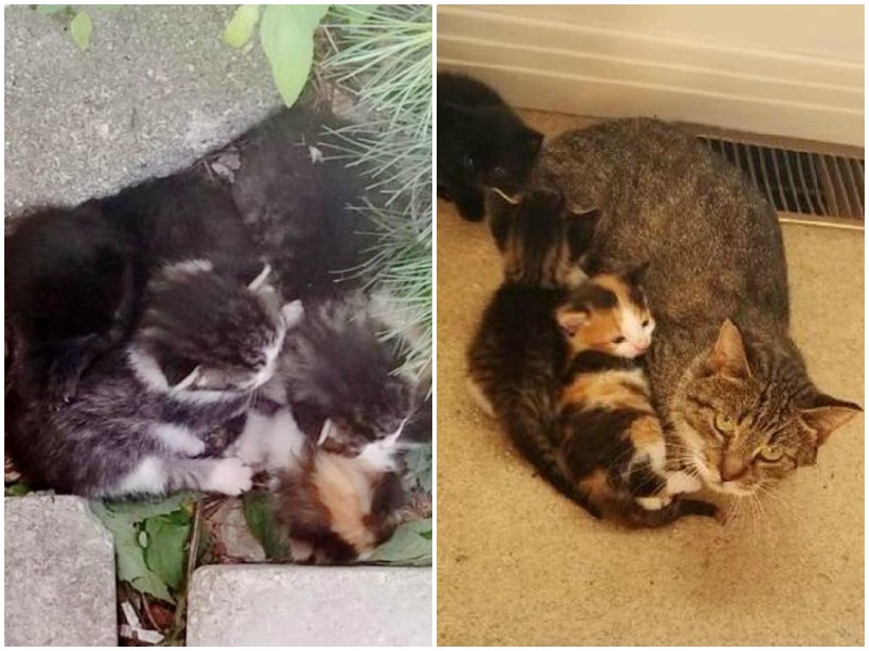 Мать-кошка оставила своих котят на пороге женщины