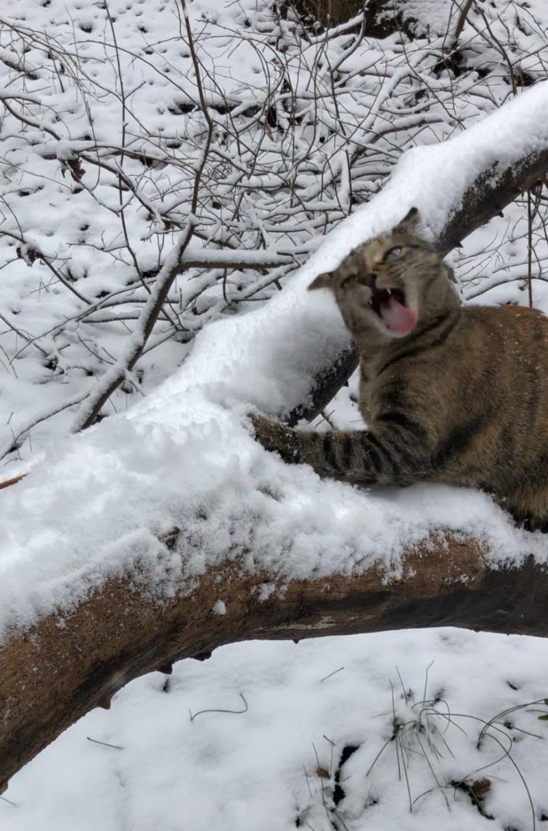 12. "Эмоции нашей кошки, когда она впервые познакомилась со снегом"