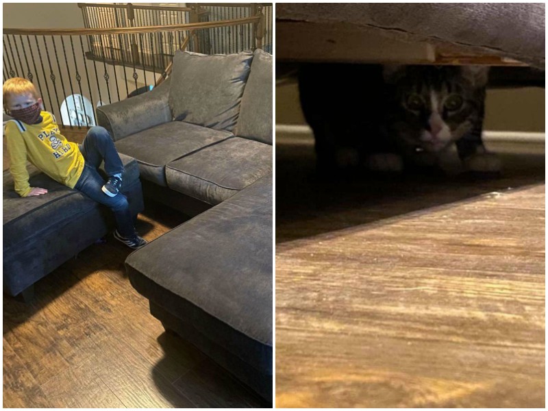 Семья купила диван, и обнаружила, что к нему прилагается кот