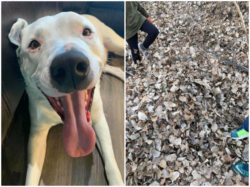 Пользователи сети не могут найти собаку среди листьев