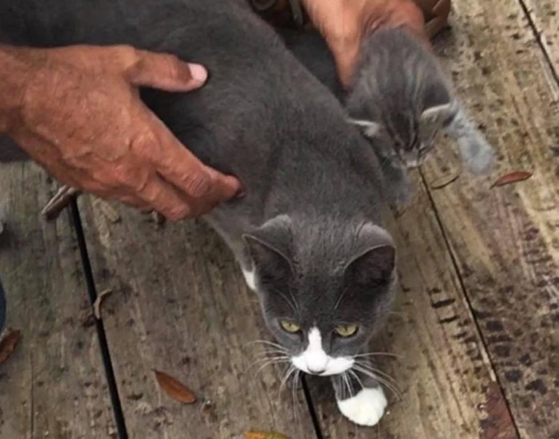 Работник фермы заметил беременную кошку, которая собирала объедки
