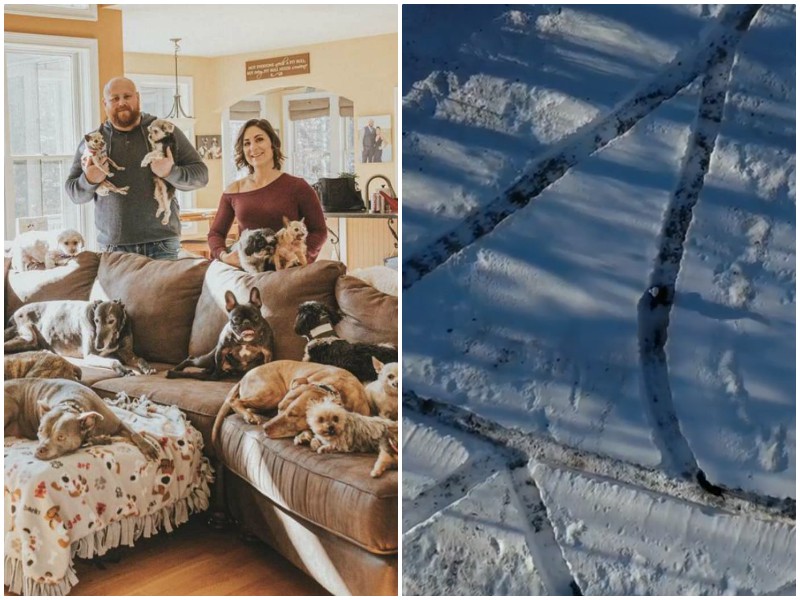 Супруги сделали снежный лабиринт для своих 20 собак