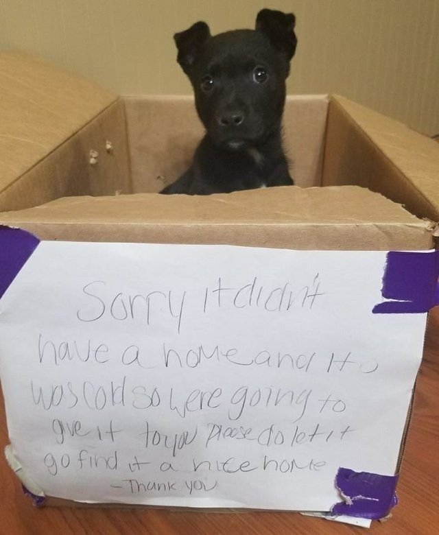 Мальчик оставил щенка с грустной запиской у дверей школы