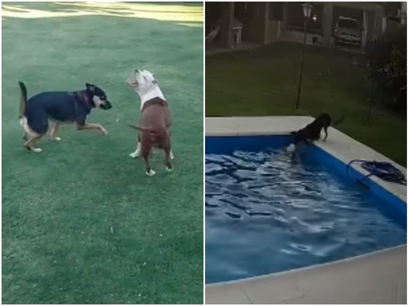 Увидев лучшую подругу в бассейне, собака ринулась ее спасать