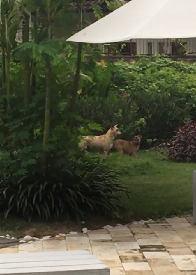 Лысая собака бродила возле храма, собирая объедки