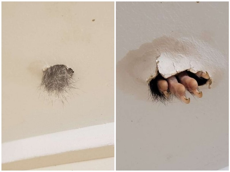 Женщина обнаружила в своем потолке торчащую лапку