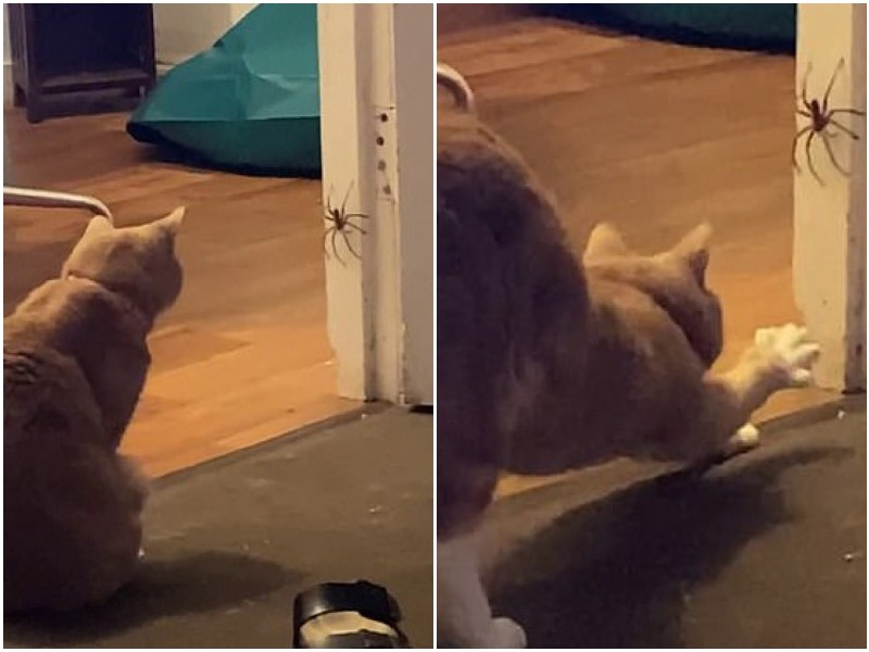 Кошка напала на паука, и до криков напугала хозяйку