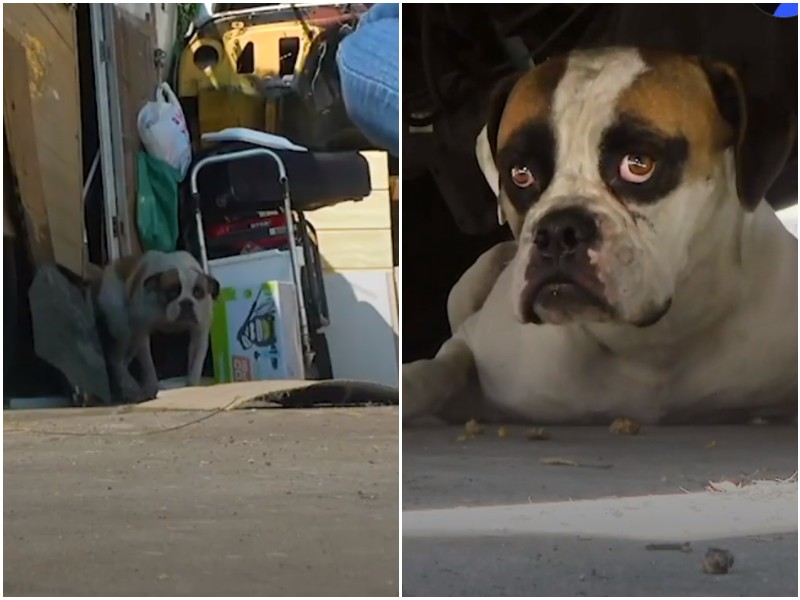 Перепуганная собака дрожала при виде людей, прячась под фургоном