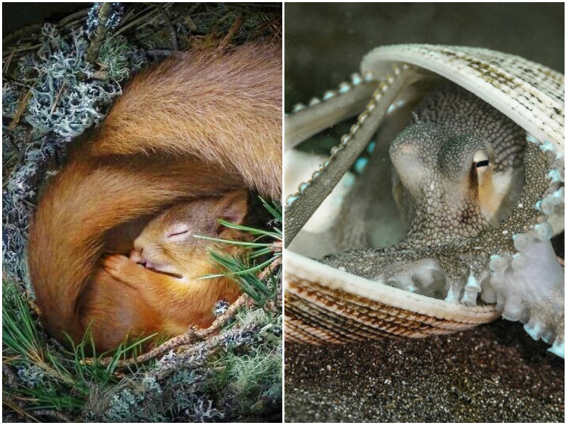 Удивительные фото диких животных с конкурса Wildlife Photographer Of The Year