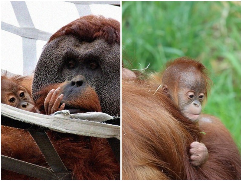 Папа-орангутан взял на воспитание дочь после смерти матери