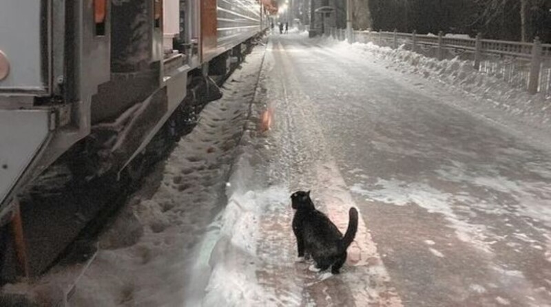 Каждый день, в одно и то же время, черно-белый котик ждет поезд на перроне