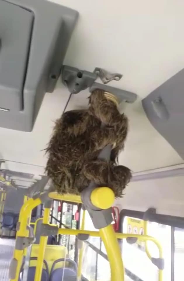 Водитель автобуса остановился, чтобы помочь заплутавшему зверьку