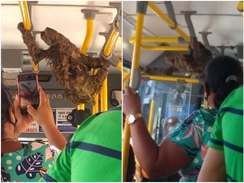 Водитель автобуса остановился, чтобы помочь заплутавшему зверьку