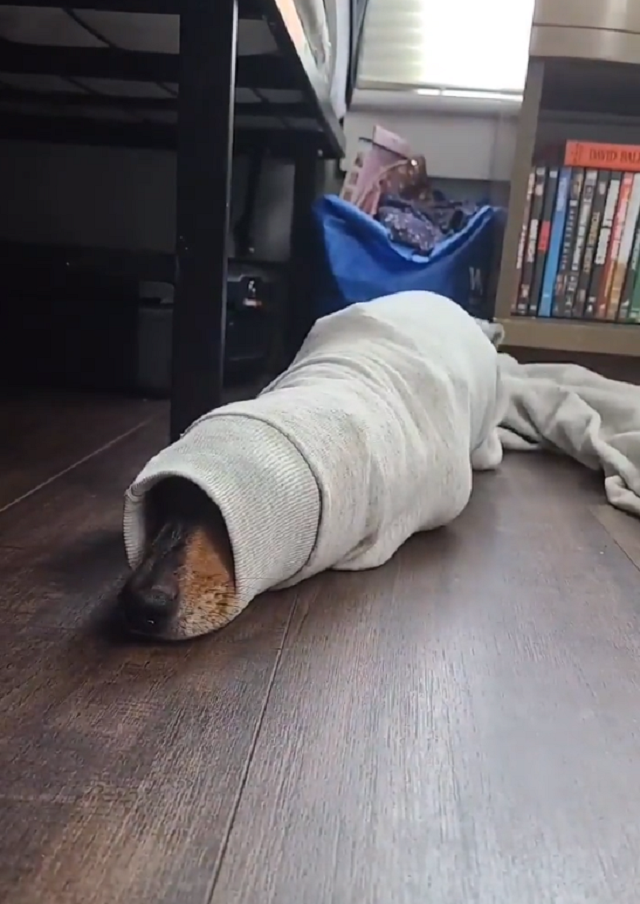 Пес нашел себе смешное хобби - прятаться в свитерах хозяйки