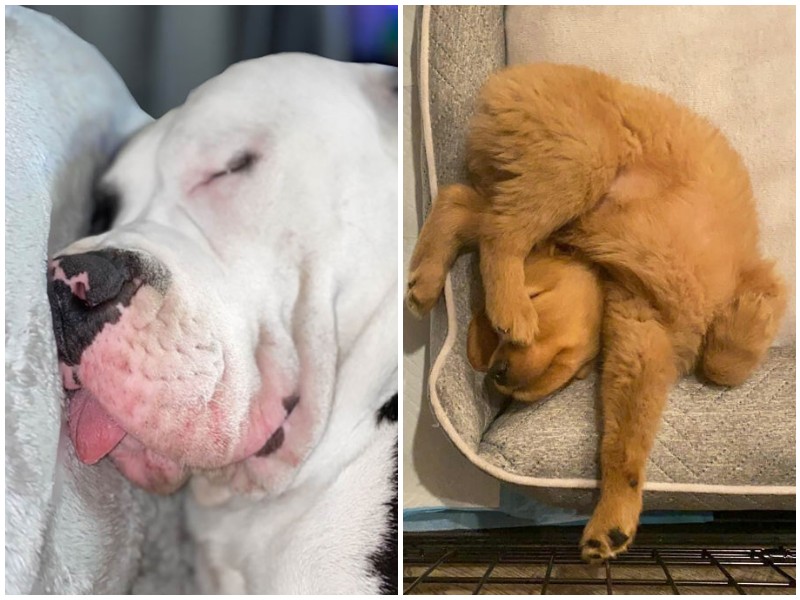 30 смешных собак, заснувших в нелепых и странных позах 