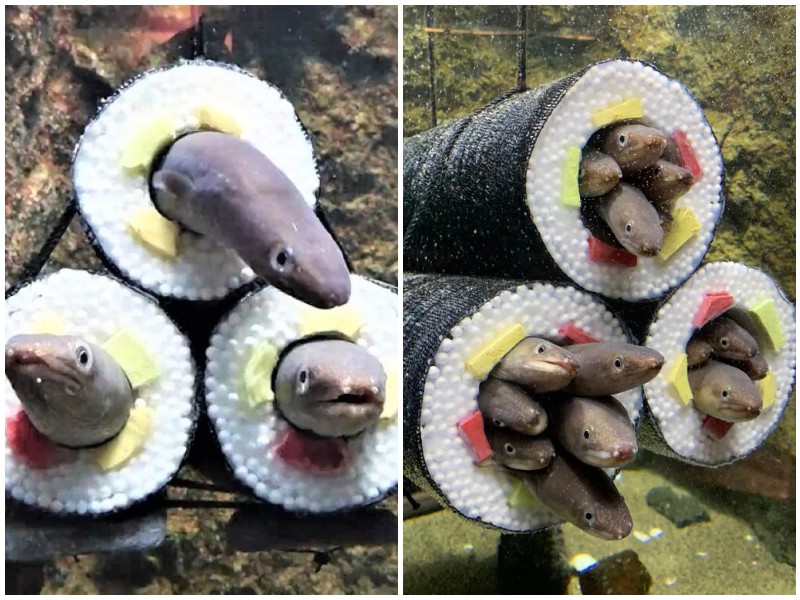 Японский аквариум сделал пещерки для угрей в виде суши-роллов
