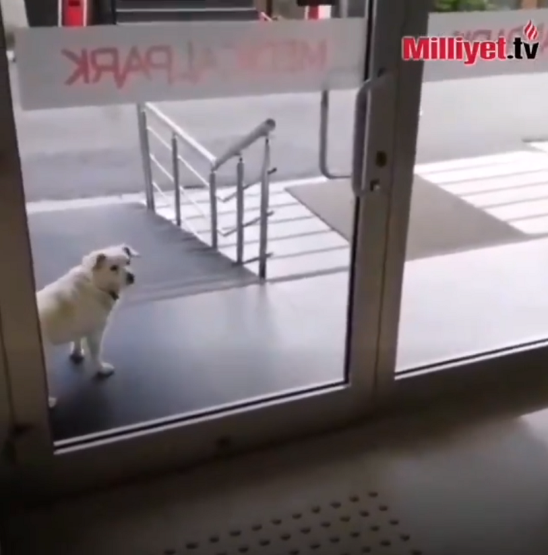 Верный пес каждый день заглядывал в окна больницы, ожидая хозяина