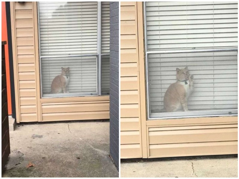 Проходя мимо чужого дома, хозяйка заметила в окне своего кота