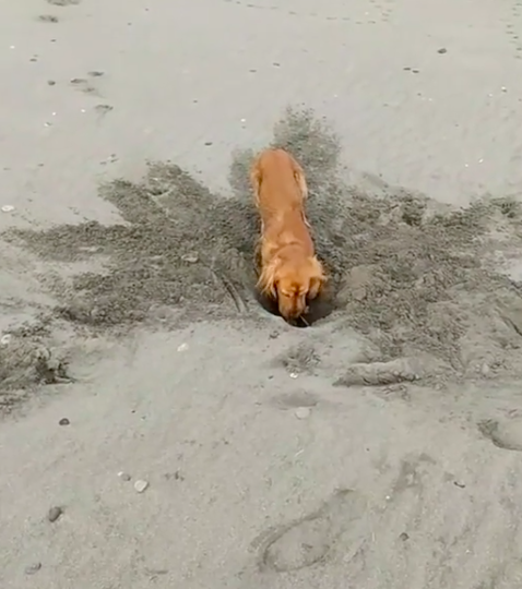 Надо самую большую яму на пляже