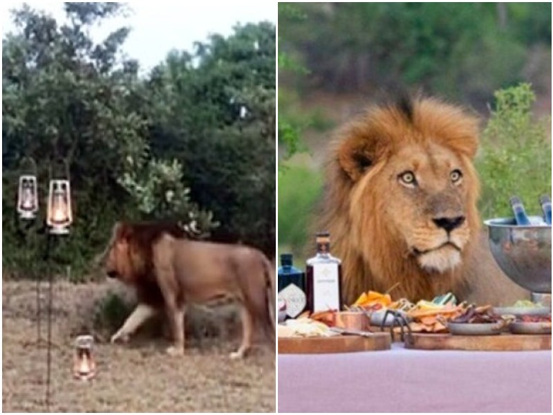 Туристы пришли на пикник после сафари, а за столом сидел царь зверей