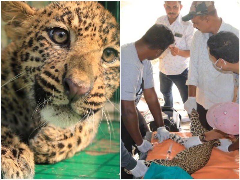 Жители деревни заметили малыша леопарда, который без сил полз по траве