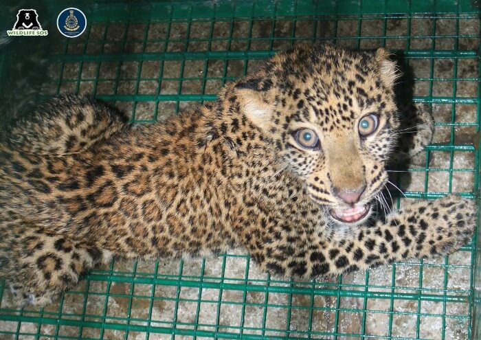 Жители деревни заметили малыша леопарда, который без сил полз по траве