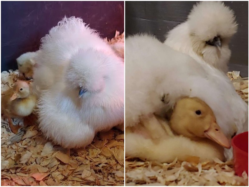 Курица вырастила утёнка наравне со своими цыплятами