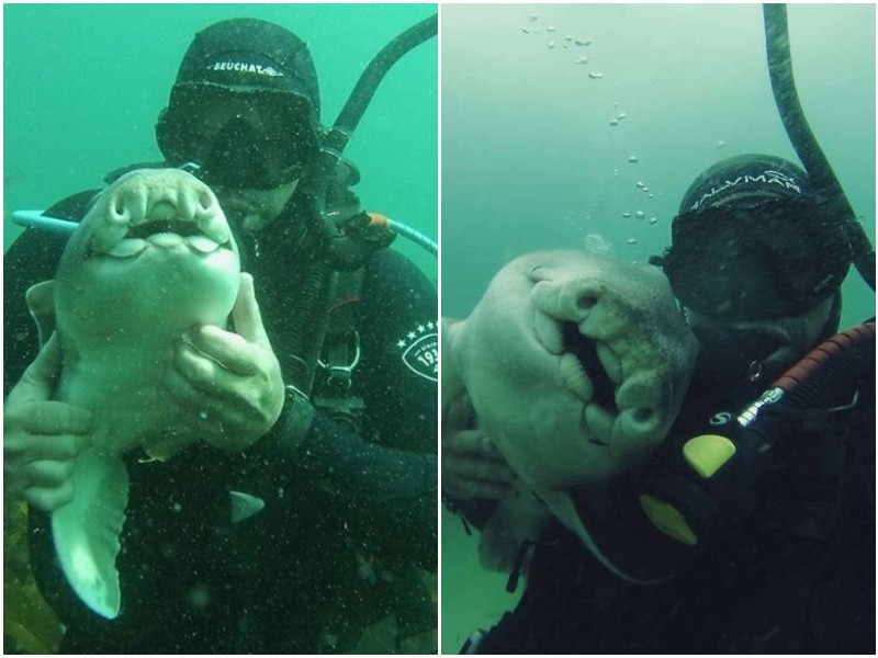 У дайвера появился лучший друг - акула
