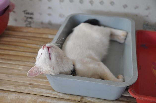 Кошка спит в своем лотке: возможные причины