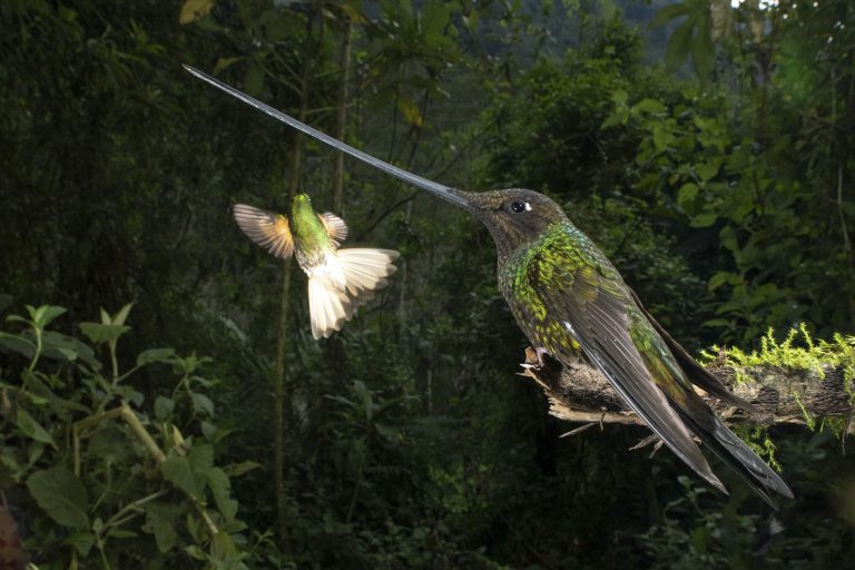 Редкие кадры противостояния двух колибри из-за еды