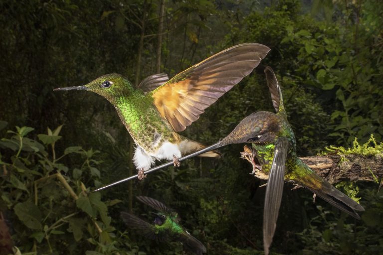 Редкие кадры противостояния двух колибри из-за еды