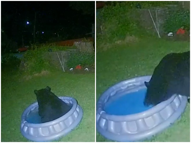 Медведь забрел к людям, чтобы расслабиться в надувном бассейне