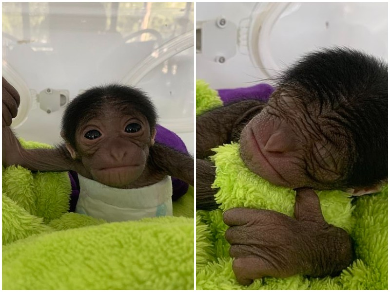 Чудесный малыш гиббона родился в китайском зоопарке