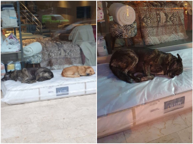 Хозяин магазина мебели делает доброе дело для бездомных собак