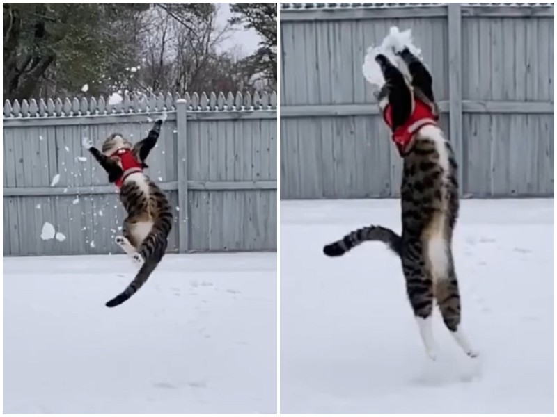 Кот эпично словил снежок, брошенный хозяином