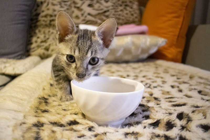 Кошка слишком быстро ест: возможные причины