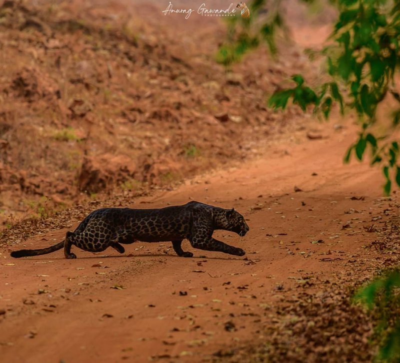 Фотограф заснял редкого черного леопарда