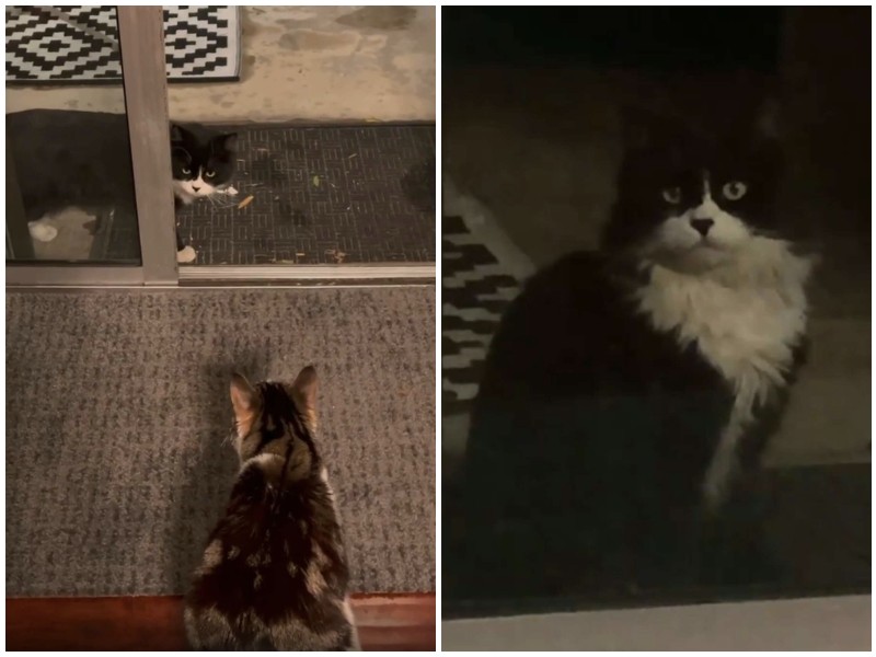 Бездомный кот подружился с кошками женщины, и не оставил ей выбора