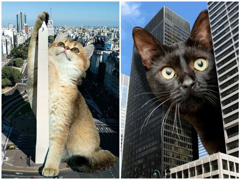 Фотохудожник представил мир, захваченный кошками