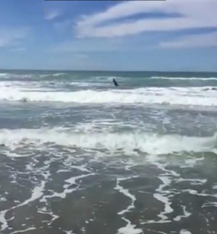 Плавая в океане, мужчина заметил позади себя двух акул
