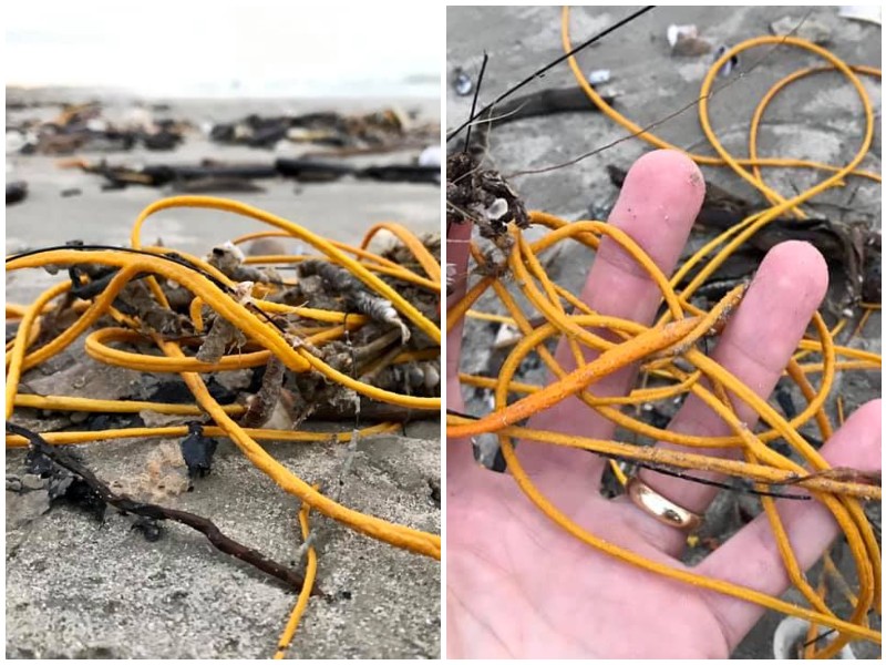 Люди подумали, что на пляже лежит мусор, но это был живой организм